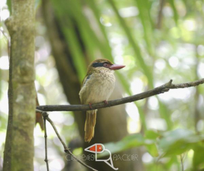 Celebes Birdpacker